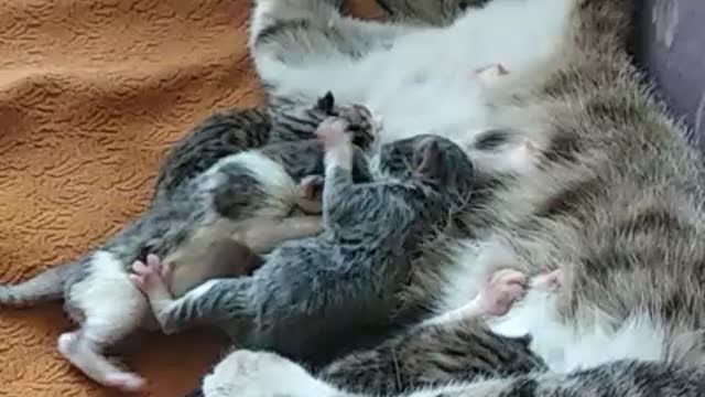 My favorite cats