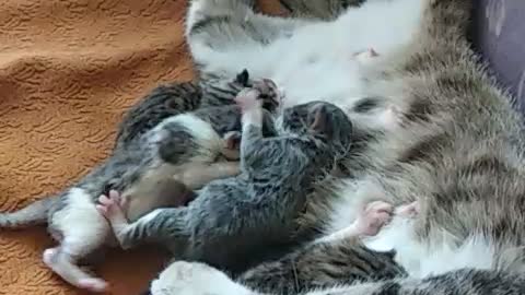 My favorite cats