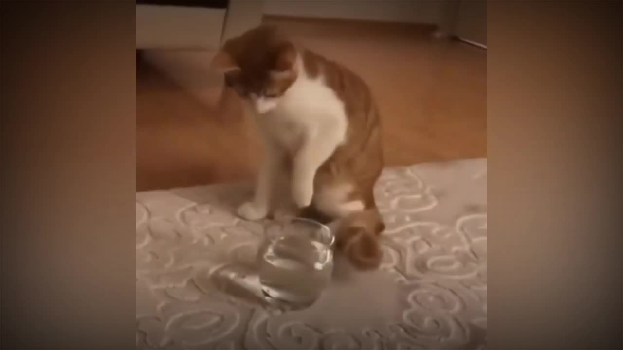 Funniest cat😸 don't try to hold back laugahter 🤣 funny cat reaction video.