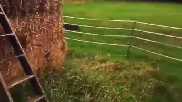 lively horse