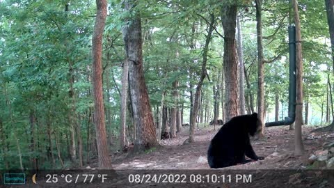 The Woods – 08/25/2022 Bear