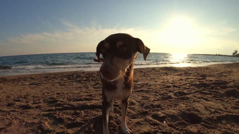 Watch This Cute Puppy Walking On The Beach At Sundown!