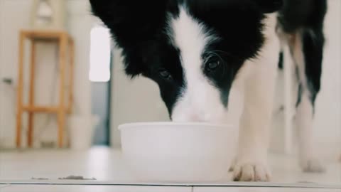 A trained dog drinking water very carefully.