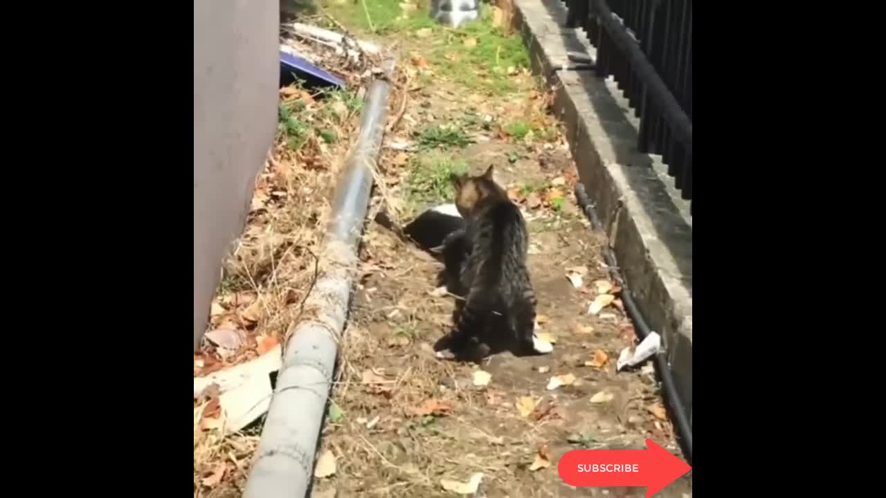 Território de Marcação de Gatos UFC