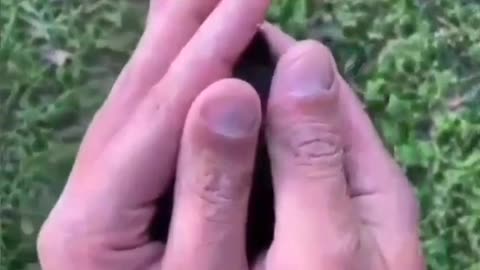 a little dog