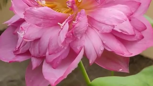 Blooming Lotus (7)