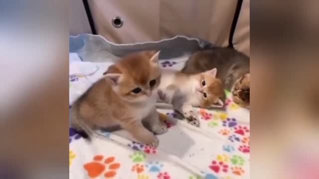 Cute _ Cats