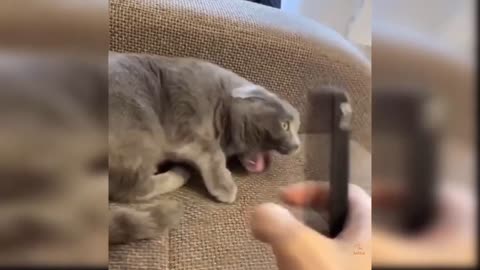 OMG So Cute Cats ♥ Best Funny Cat Videos 2022