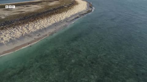 Why Female turtles are Taking Over Reine Island | Mystery of Wildlife