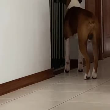 Boxer dog roaming between the rooms of the house, fun and entertaining