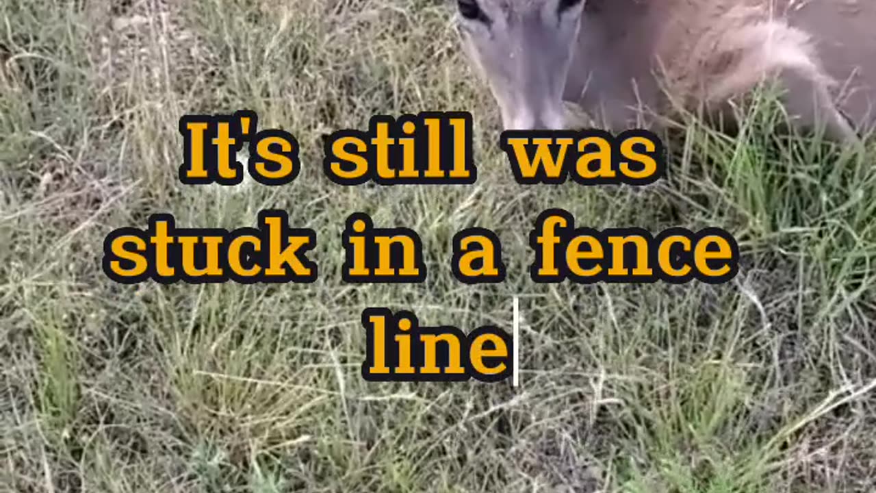 Saving whitetail deer