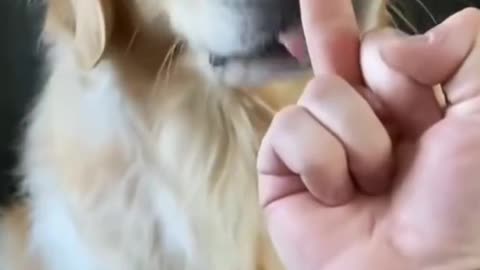 babe showing f**k sign to dog.crazy reaction 👶🍼😂😆