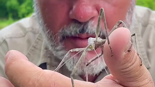 Kinda cool but kinda scary 😦. This Texas Stick Bug 🐜 was big!