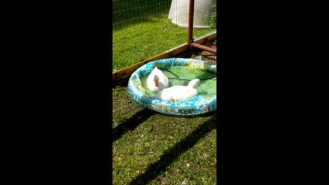 Ark of Grace Sanctuary: Duck Acrobatics