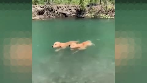 These dogs aren’t looking for easy ways!