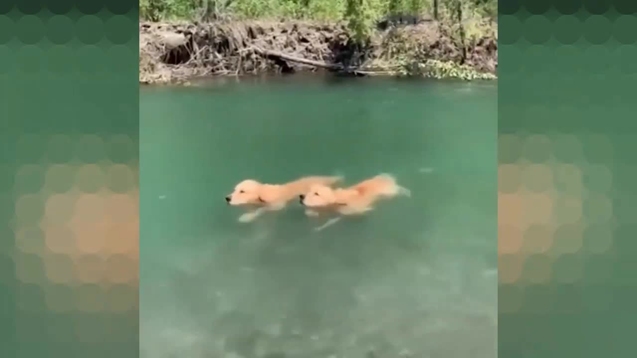 These dogs aren’t looking for easy ways!