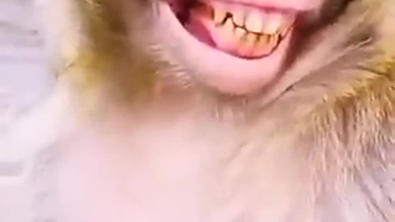 Monkey full funny video