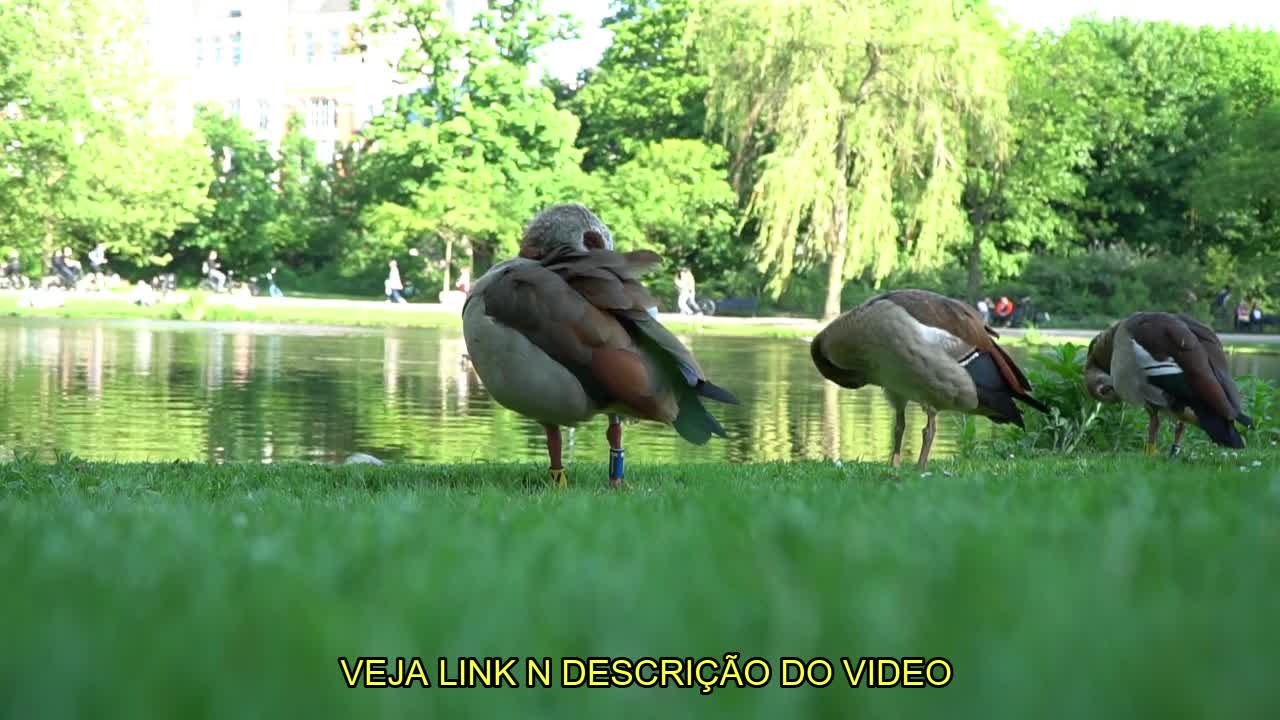 O PÁSSARO MAIS FOFO DO MUNDO/ THE MOST CUTE BIRD IN THE WORLD