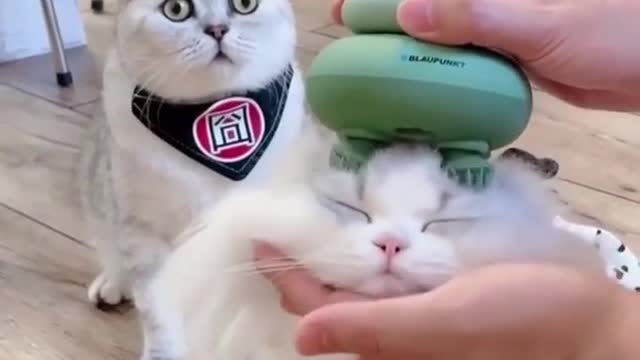 Cat - look at the eyes
