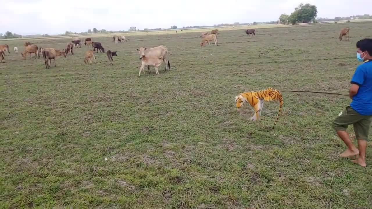 Wow Nice! Fake Tiger Prank Cow and Dog So Funny 2021