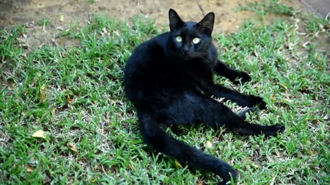 CAT IN FIELD