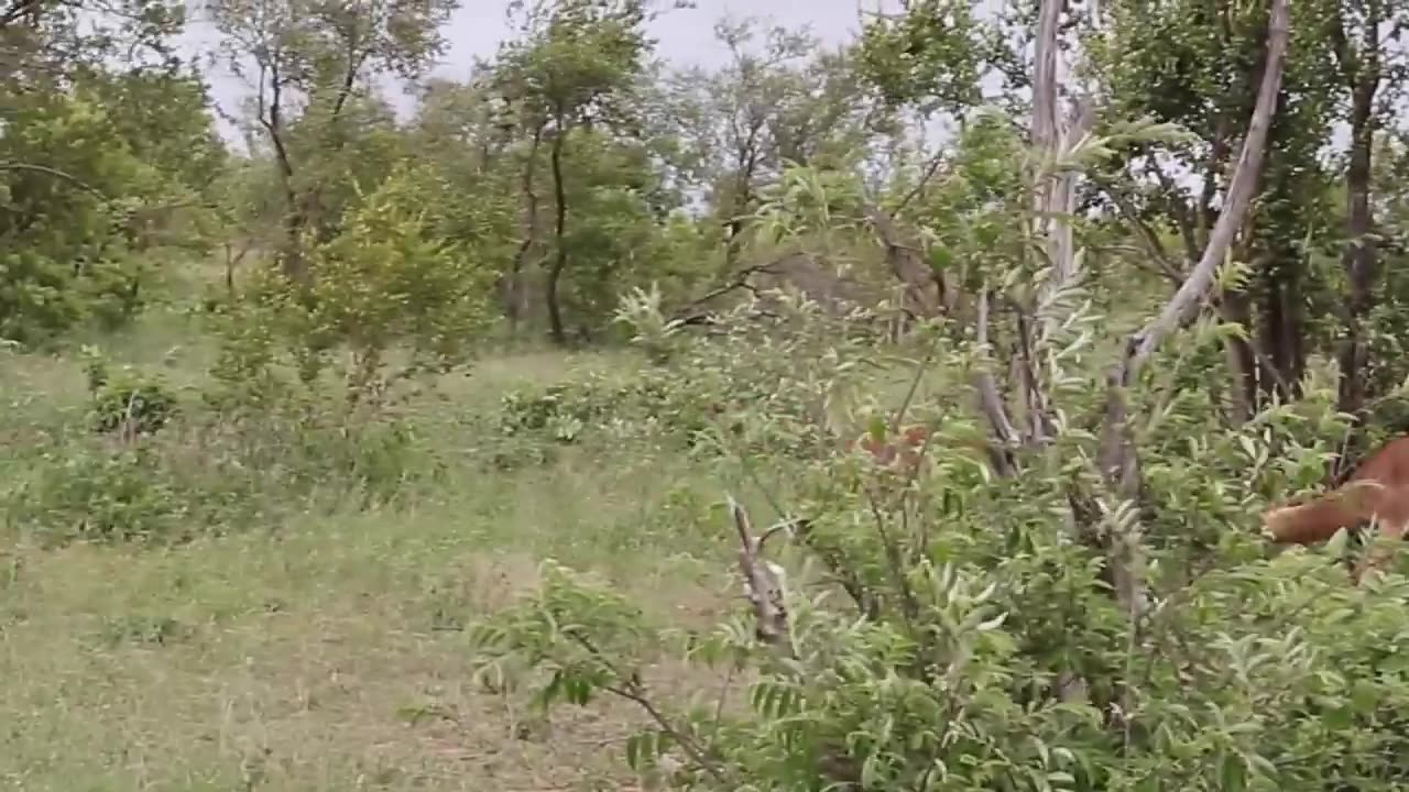 Impala Rams Fighting