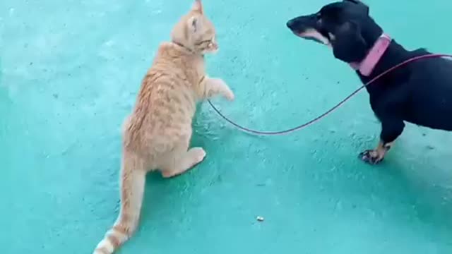 A fight between a dog and a cat 1