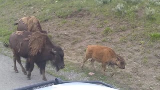 Baby Bison (aka "Red Dogs") 7.5.21