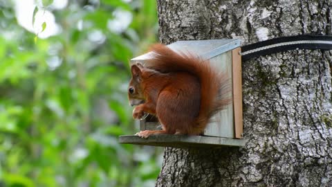 Lovely squirrel