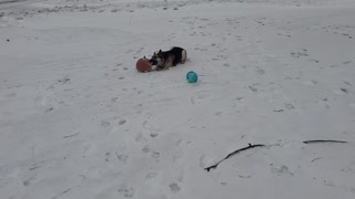 Yogi with his big throbbing pumpkin and frozen blue balls (1 of 8)