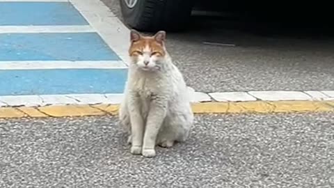 Sleepy but gentle road cat