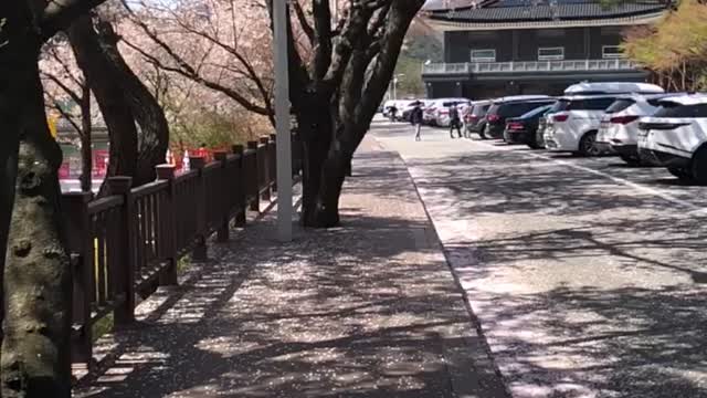 A video of cherry blossoms falling.