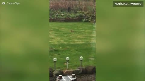 Doninha é flagrada fazendo piruetas na grama