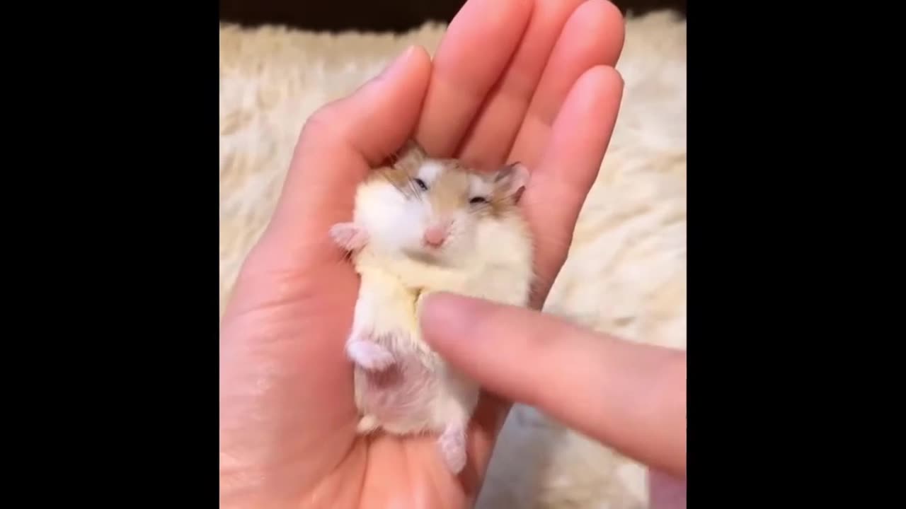 Funny animal