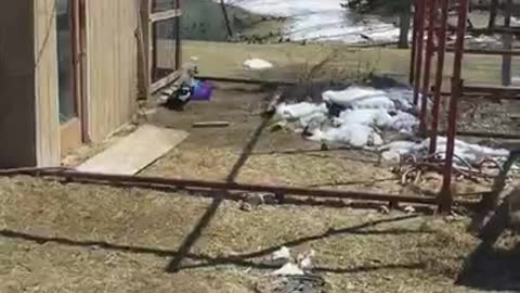 Amanda Grace Talks..2 Moscovys & A Chick Episode 8 Jake's Triumphant Return!