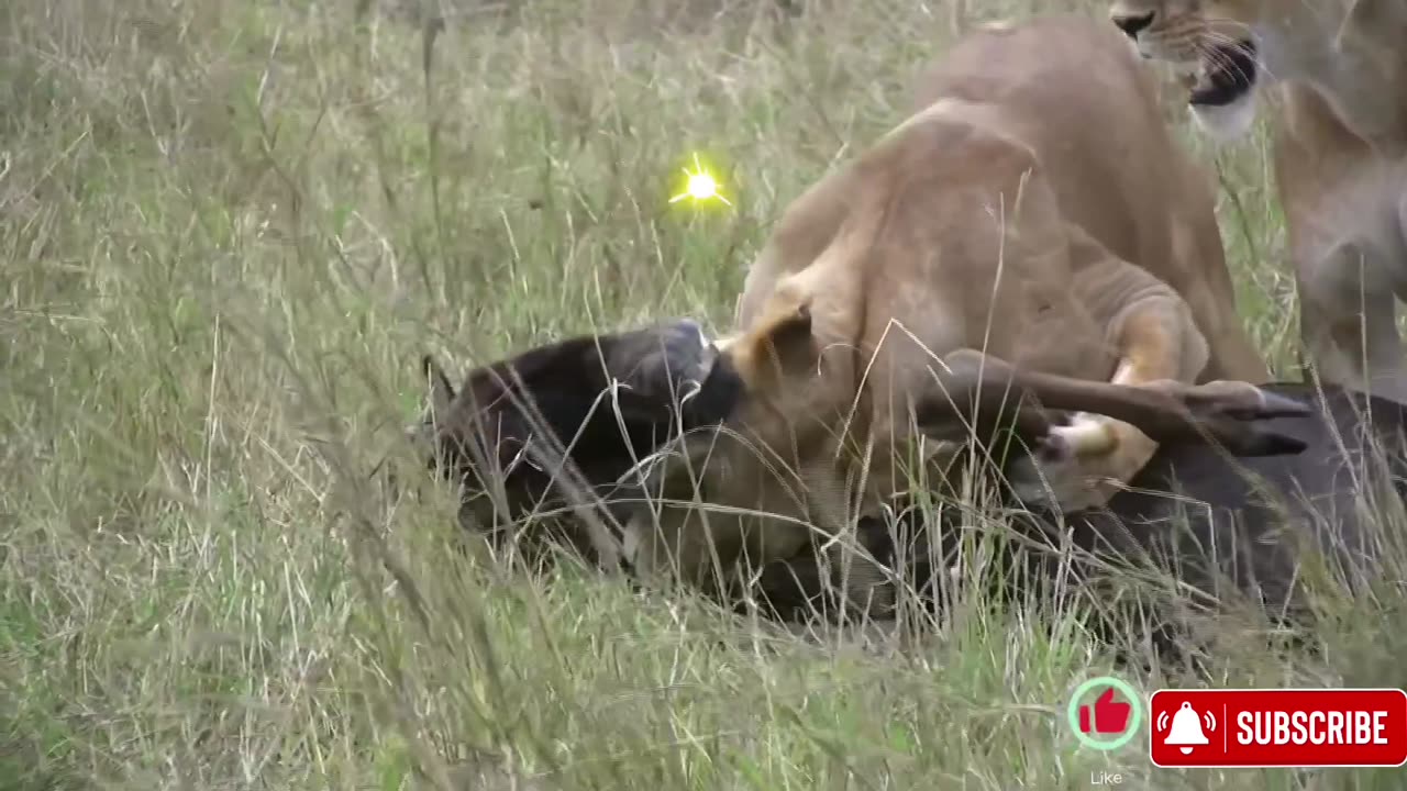 The Lion's Reign: An Epic Battle in the African Plains.