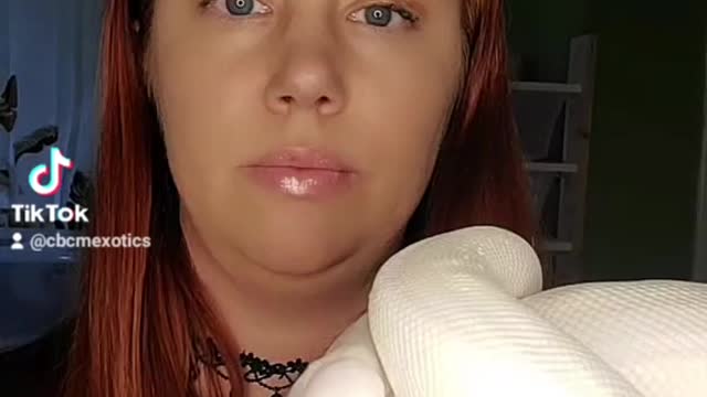 Introduction to Brandy our Blue Eyed Lucy