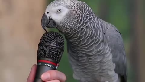 Are parrots humans