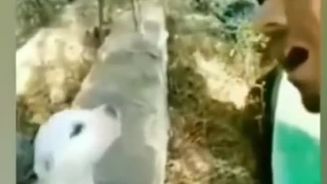 A men teaching to dog how sing a song 🤣