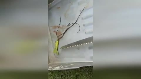 A strange creature crawl out of the body of the mantis