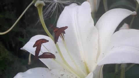 Saturday Lily