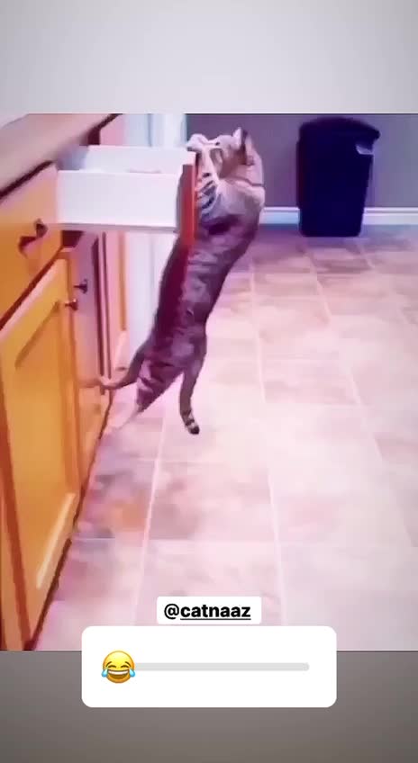 Cats that are naughty