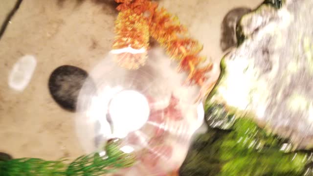 Feeding the snakes and turtle
