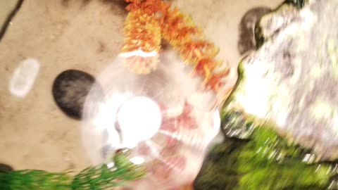 Feeding the snakes and turtle