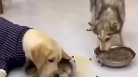 Funny 😂 video