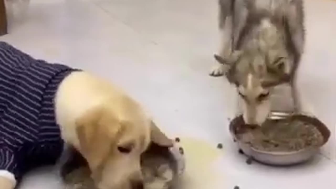 Funny 😂 video