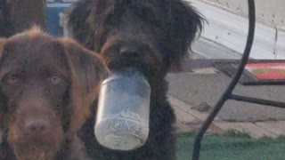 Labradoodle cuteness