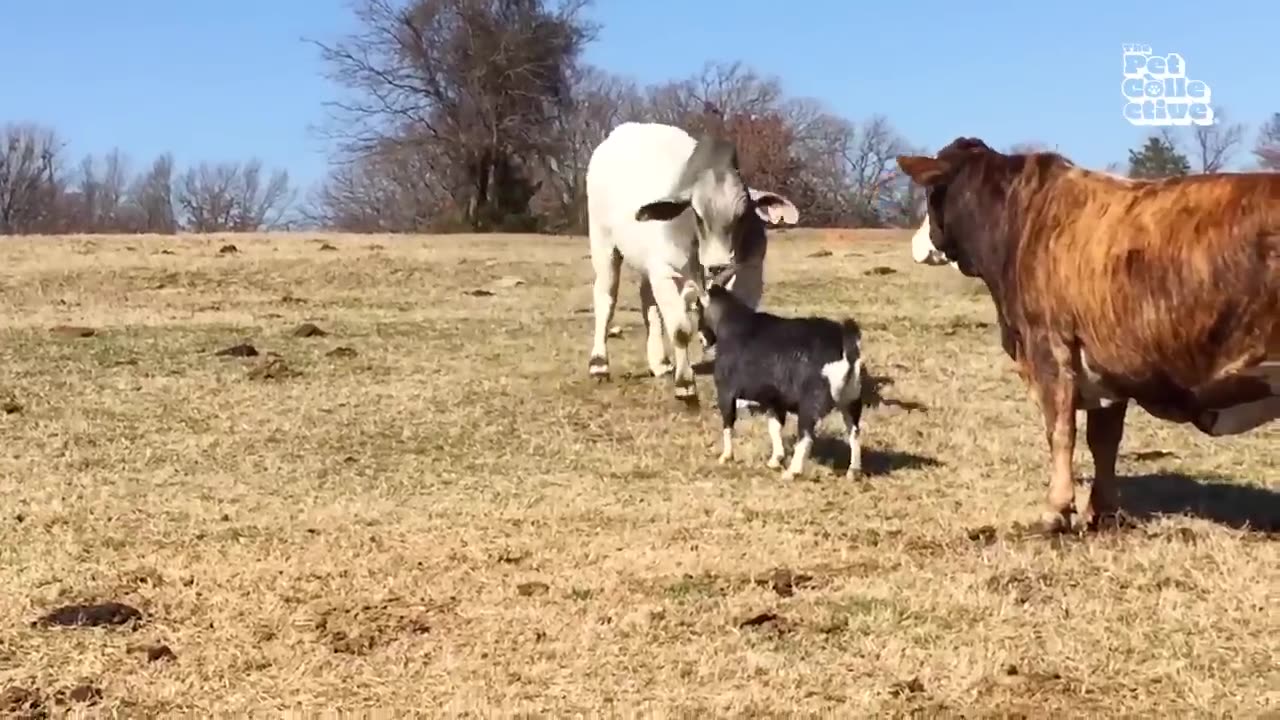 Funny Farm Animals