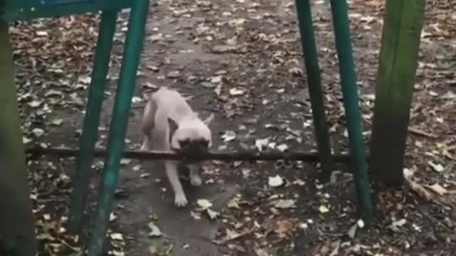 Super joyful Dog and Cats