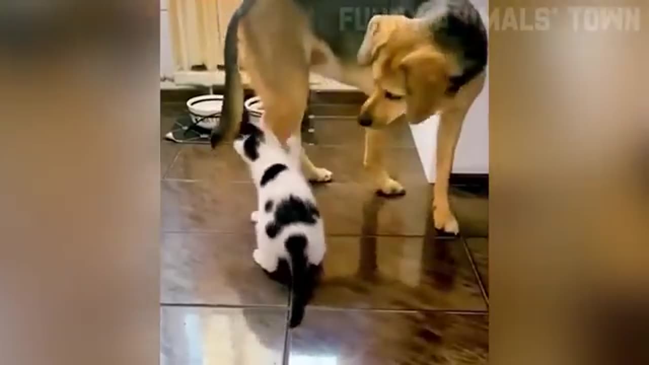 Funny Cats and Dongs 😸🐶 | Funny animal video